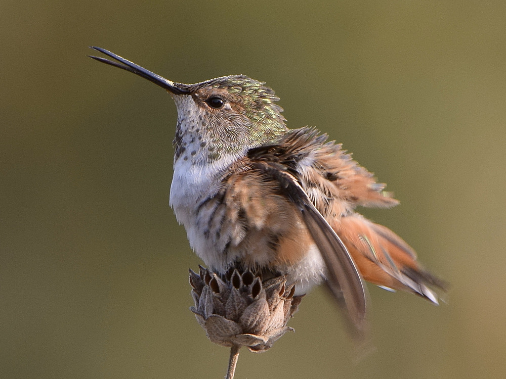 Hummer3.jpg