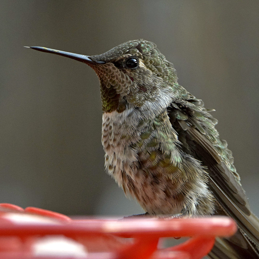 Hummer3.jpg