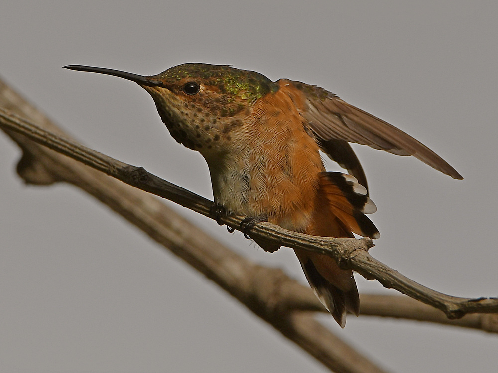 Hummer3.jpg