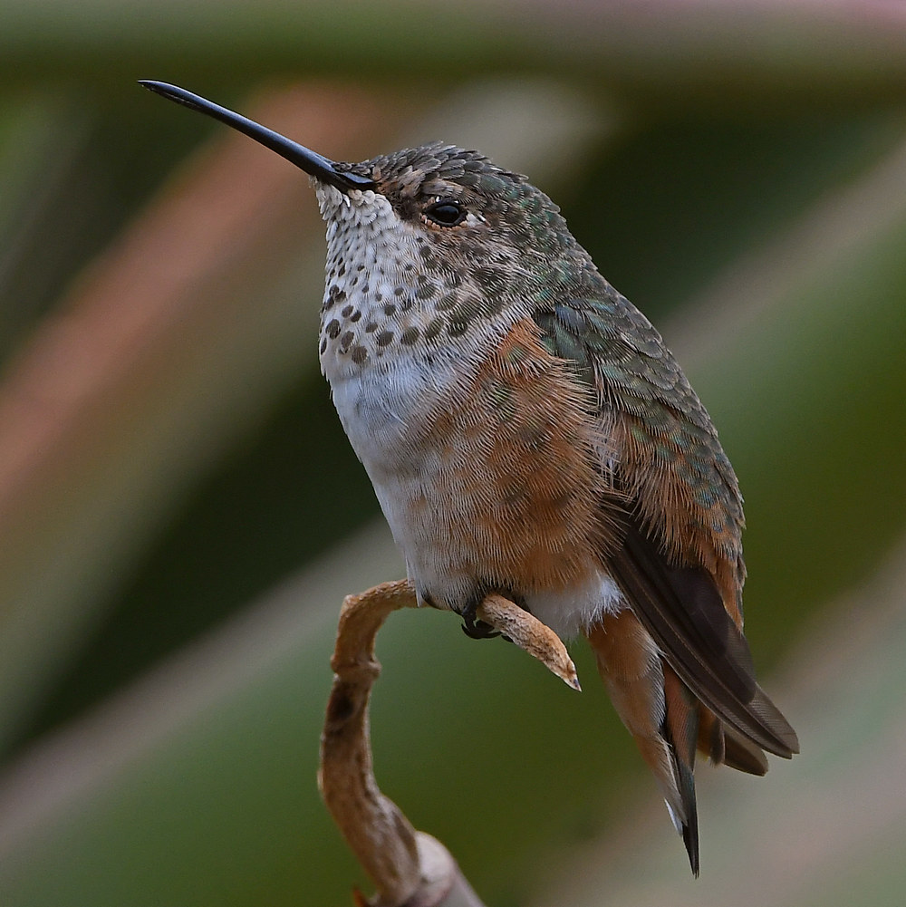 Hummer3.jpg