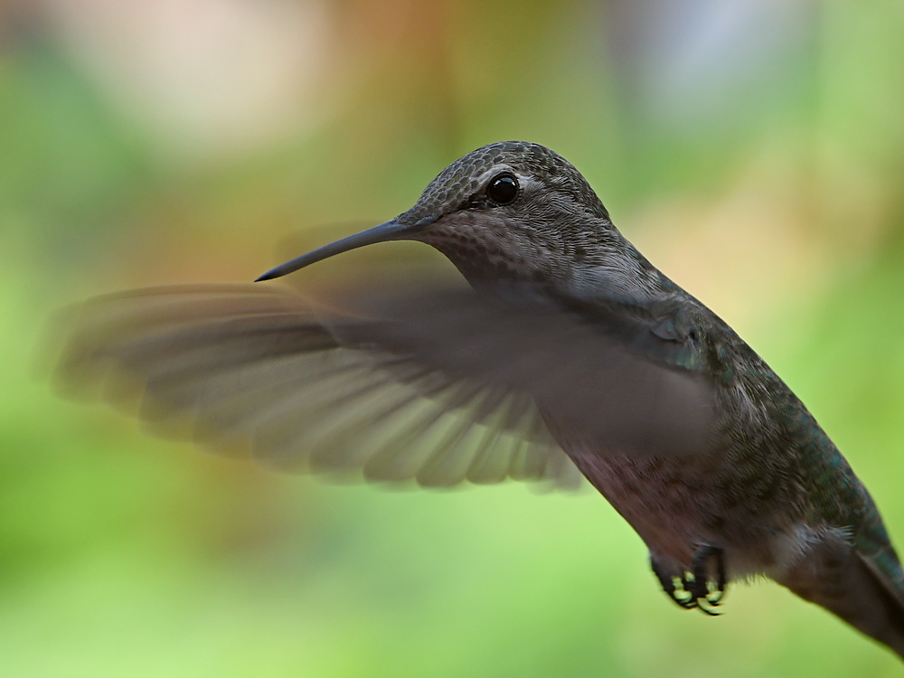 Hummer3.jpg