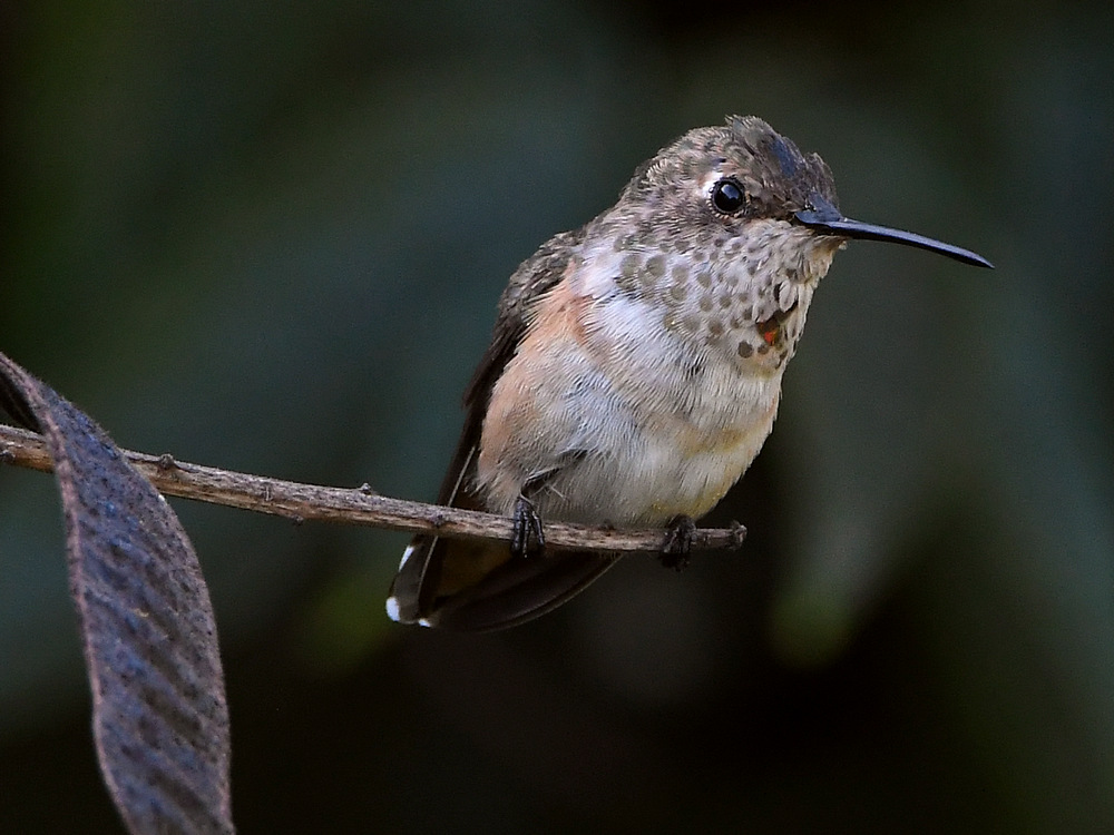 Hummer3.jpg