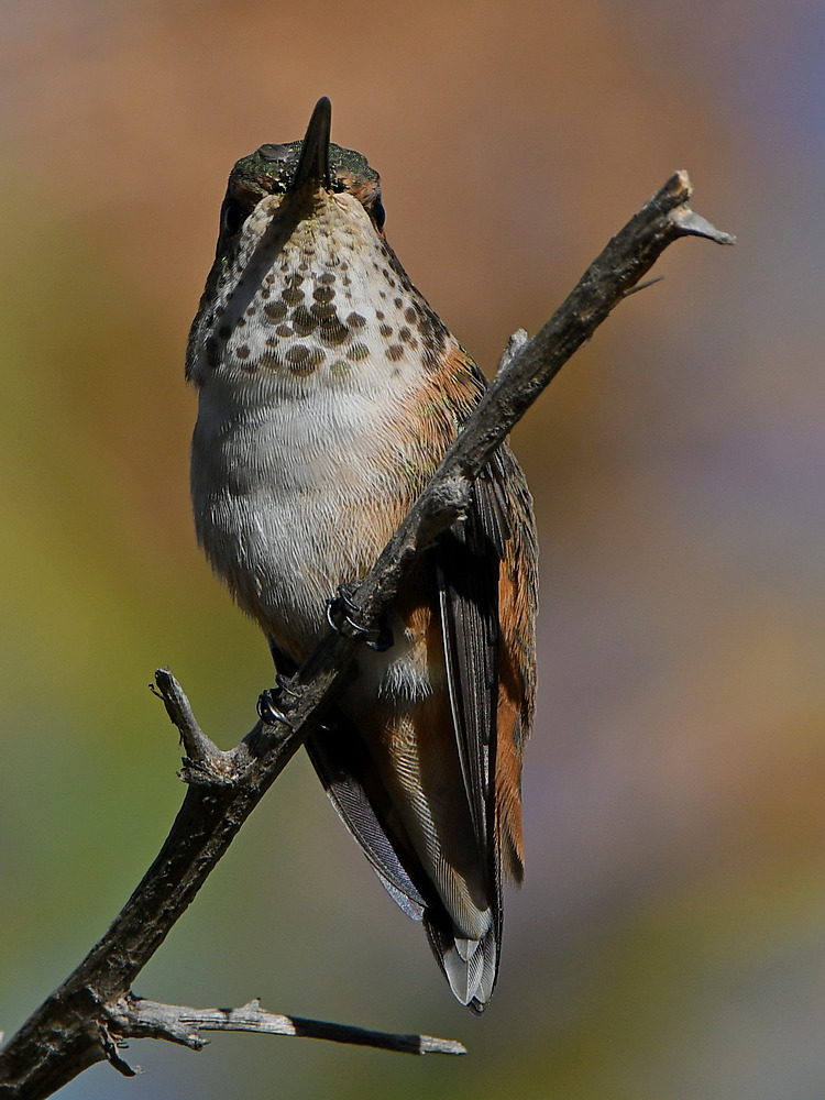 Hummer3.jpg