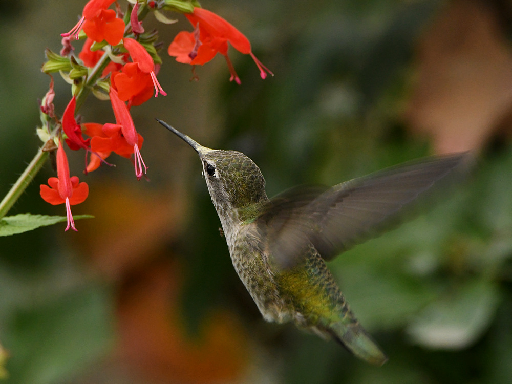 Hummer3.jpg