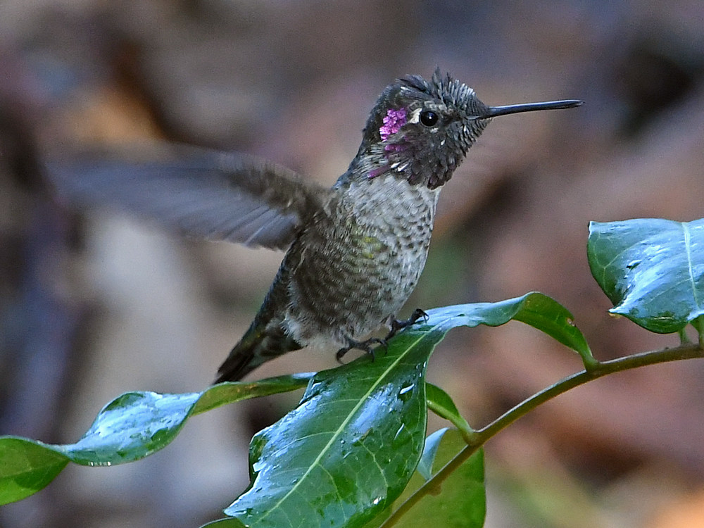 Hummer3.jpg