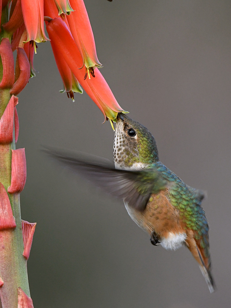 Hummer3.jpg