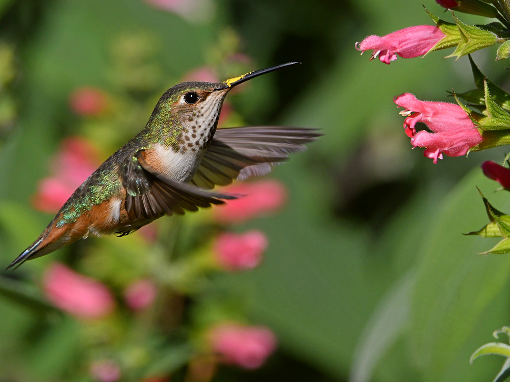Hummer3.jpg
