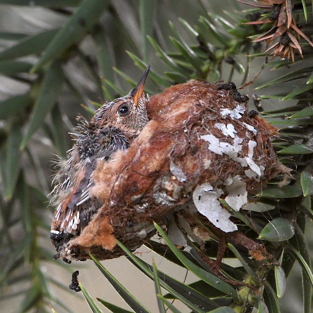 Hummer3.jpg