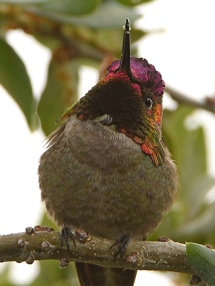 Hummer3.jpg