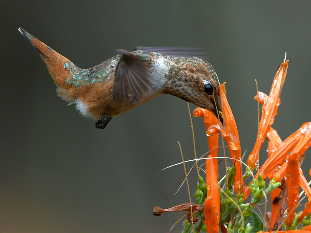 Hummer3.jpg