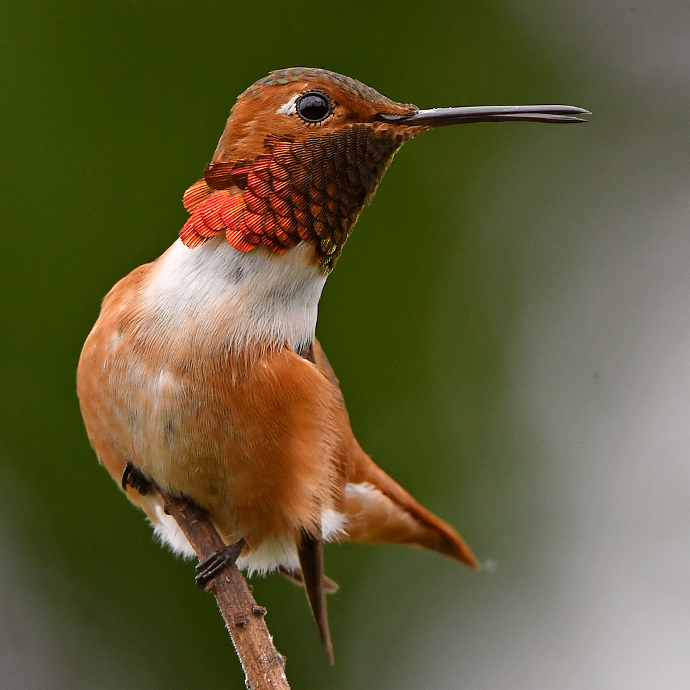 Hummer3.jpg