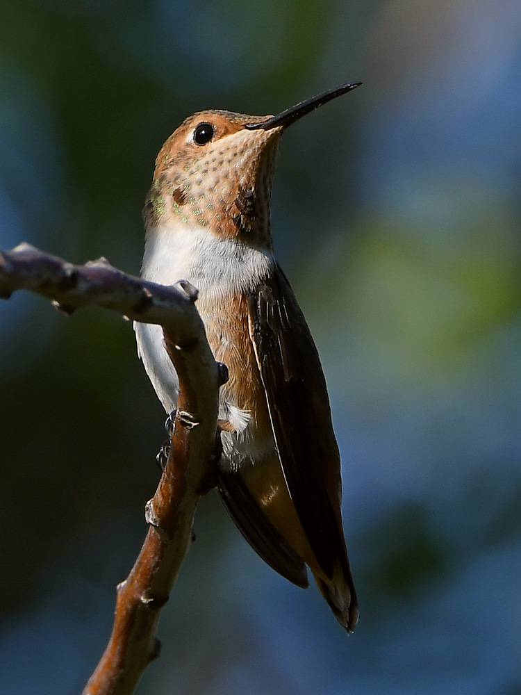Hummer3.jpg