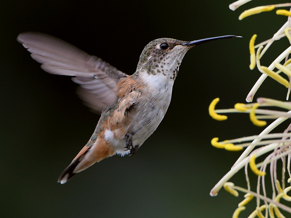 Hummer3.jpg