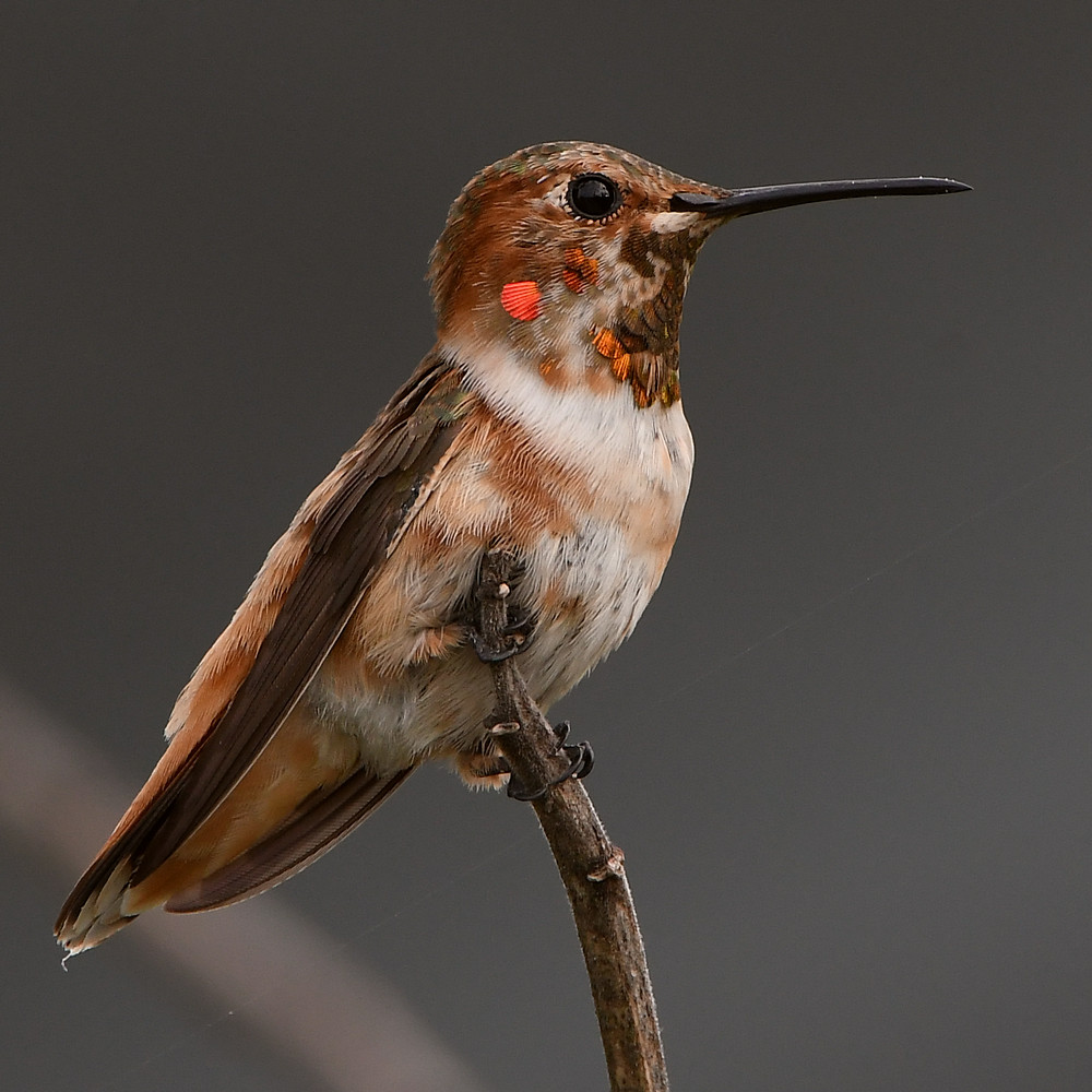 Hummer3.jpg