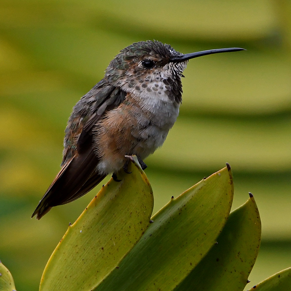 Hummer3.jpg
