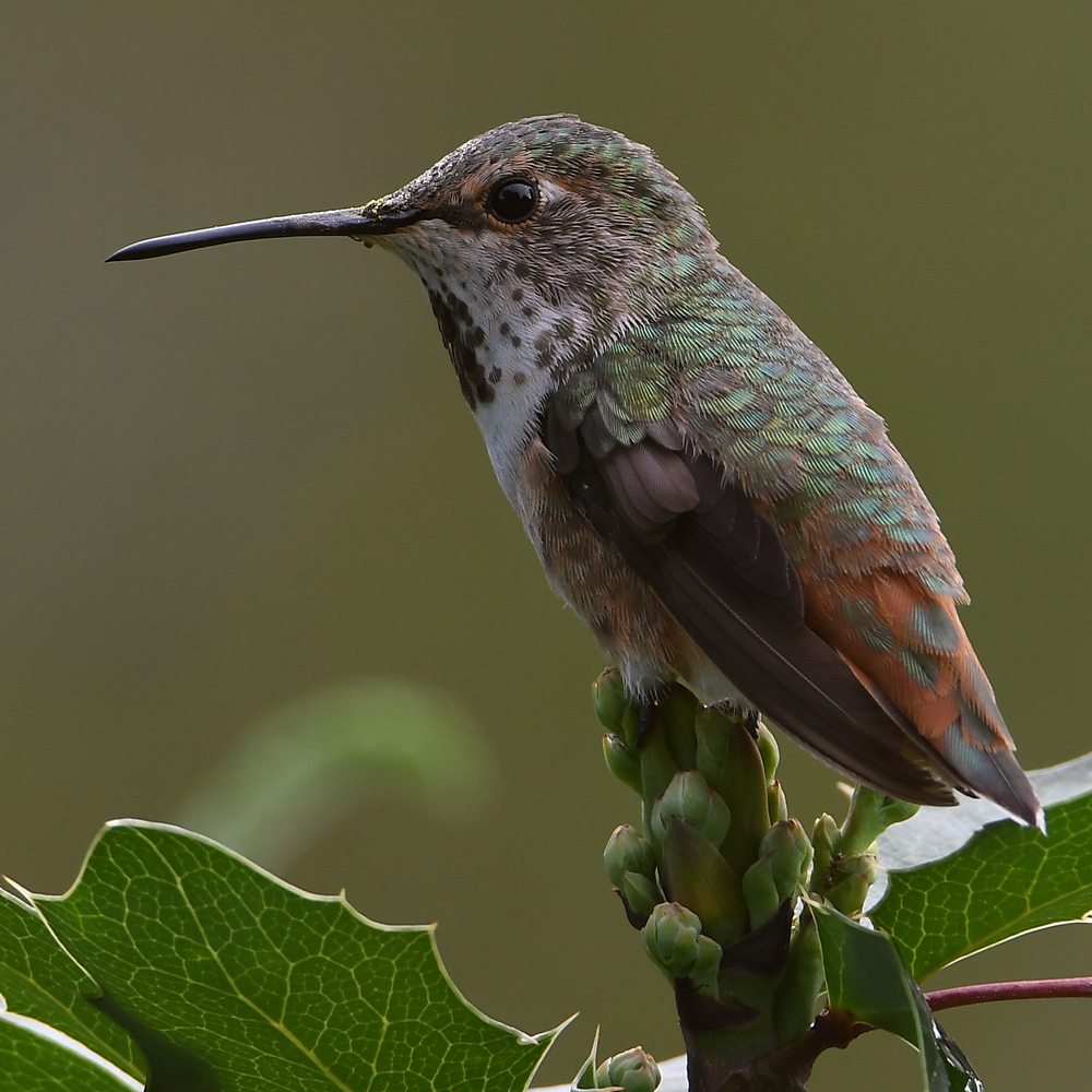 Hummer3.jpg