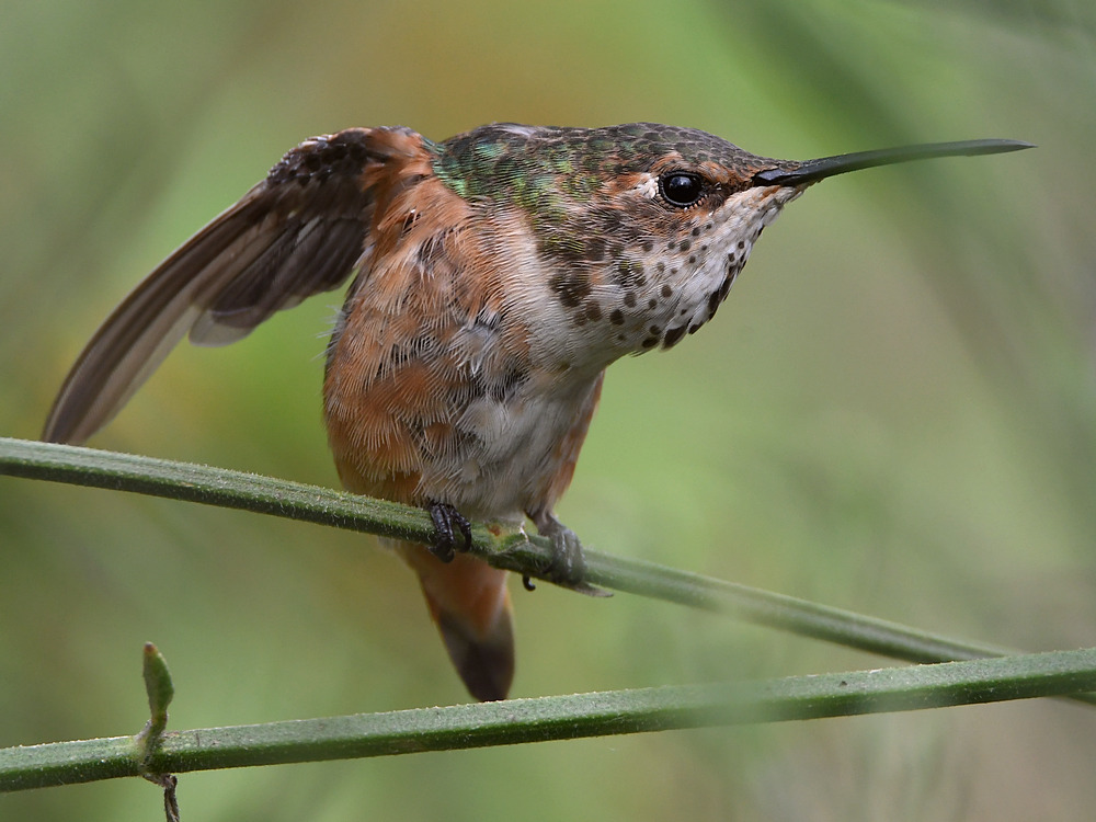 Hummer3.jpg