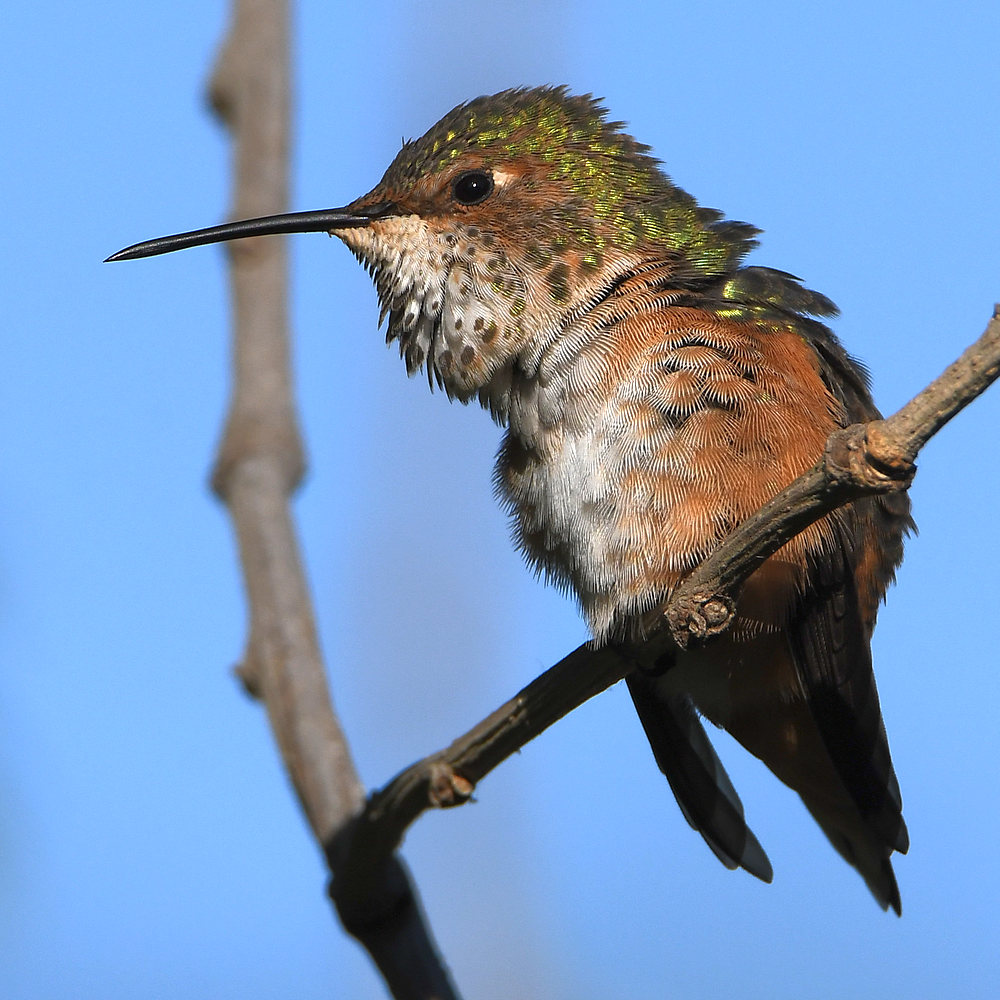 Hummer3.jpg