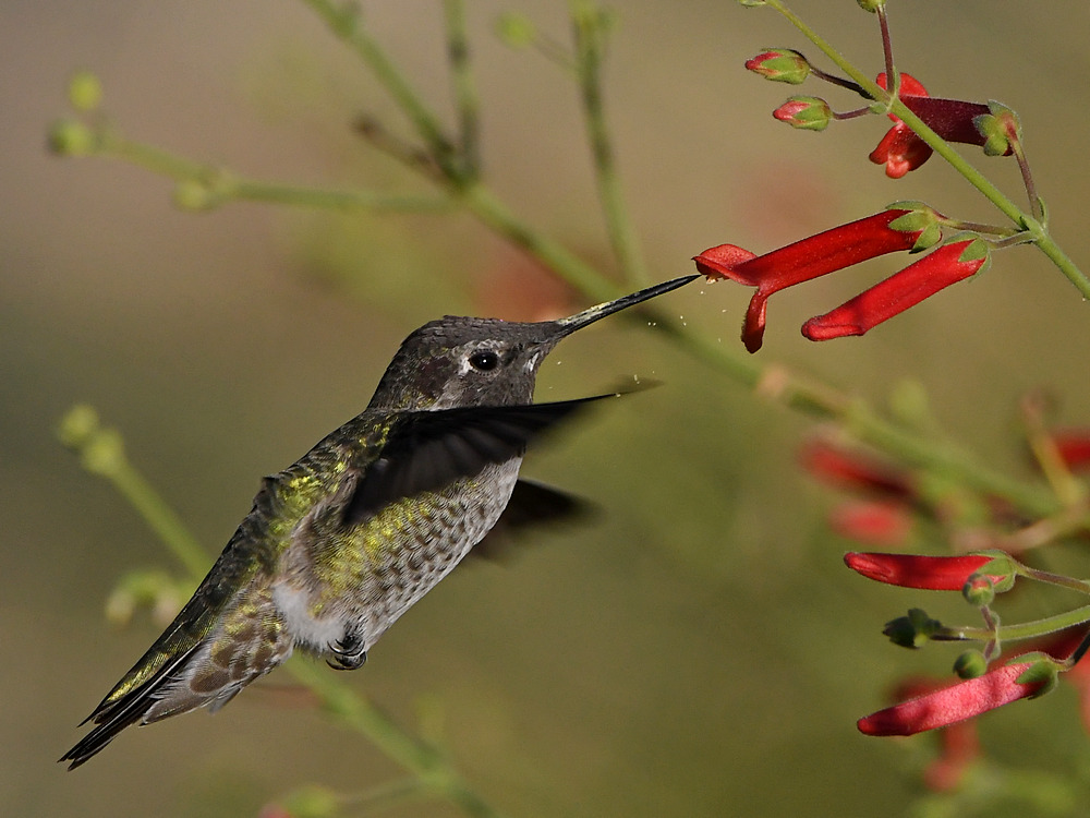 Hummer3.jpg