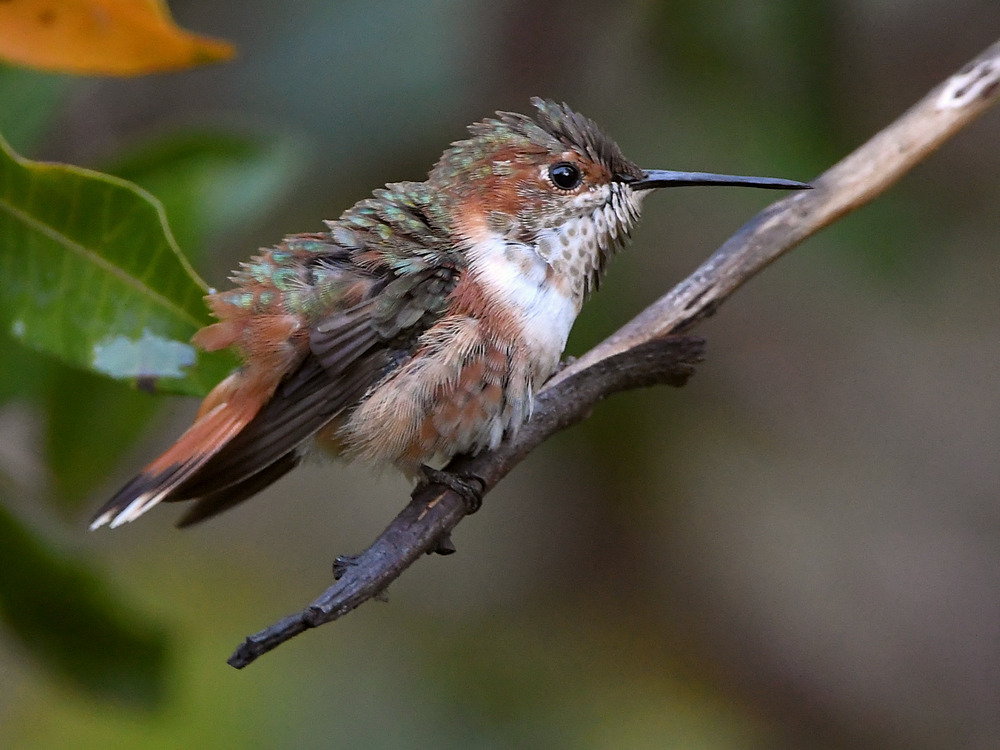 Hummer3.jpg