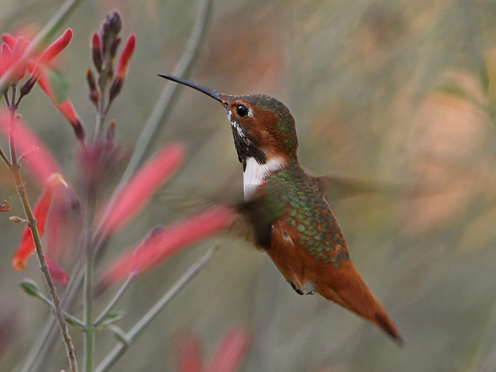 Hummer3.jpg