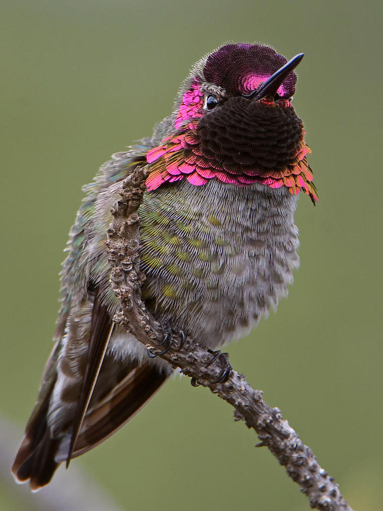 Hummer3.jpg