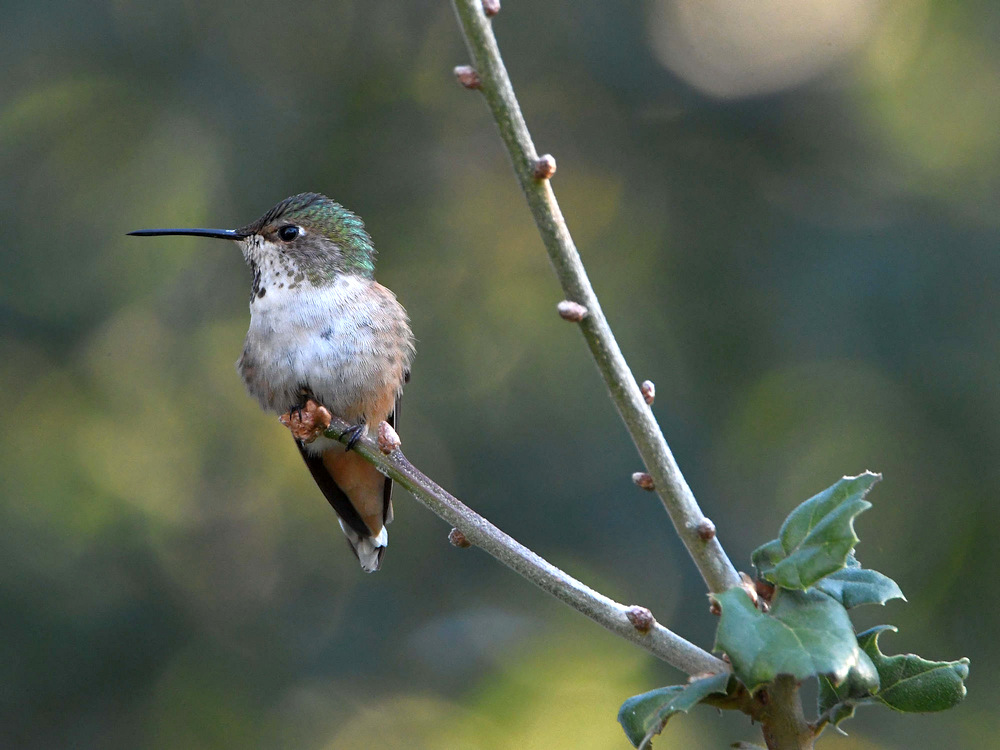 Hummer3.jpg