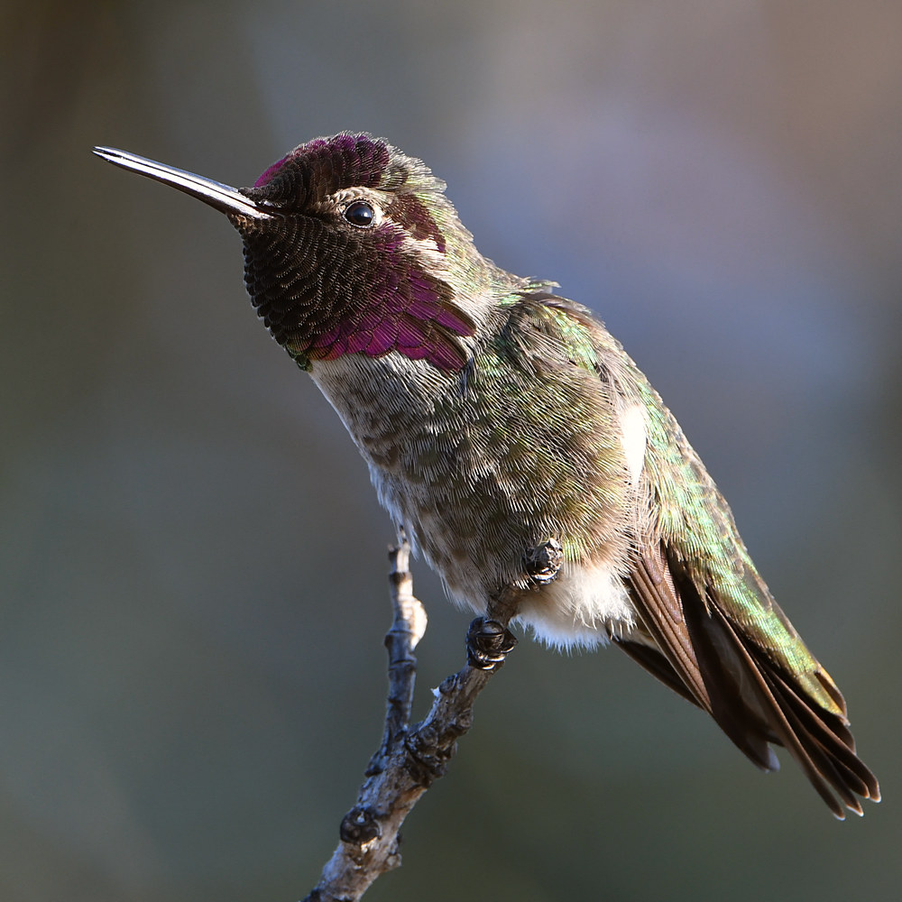 Hummer3.jpg