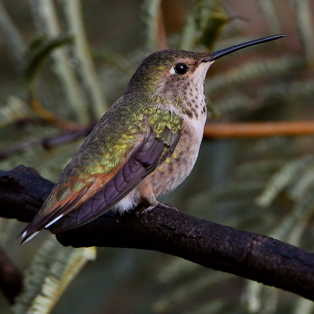 Hummer3.jpg