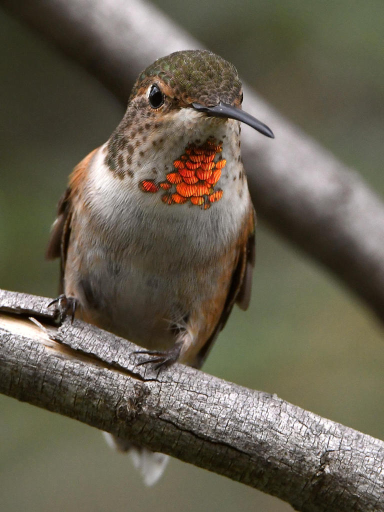 Hummer3.jpg