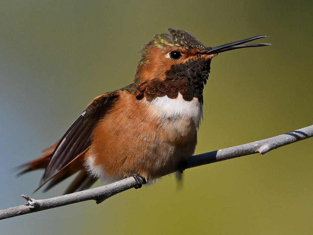 Hummer3.jpg