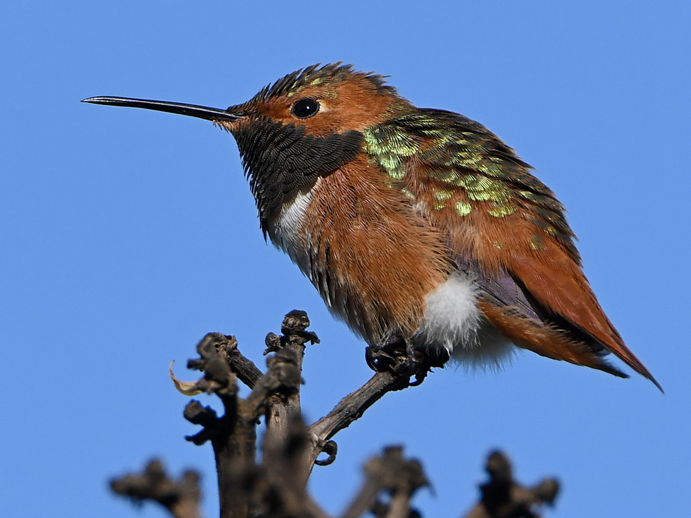 Hummer3.jpg