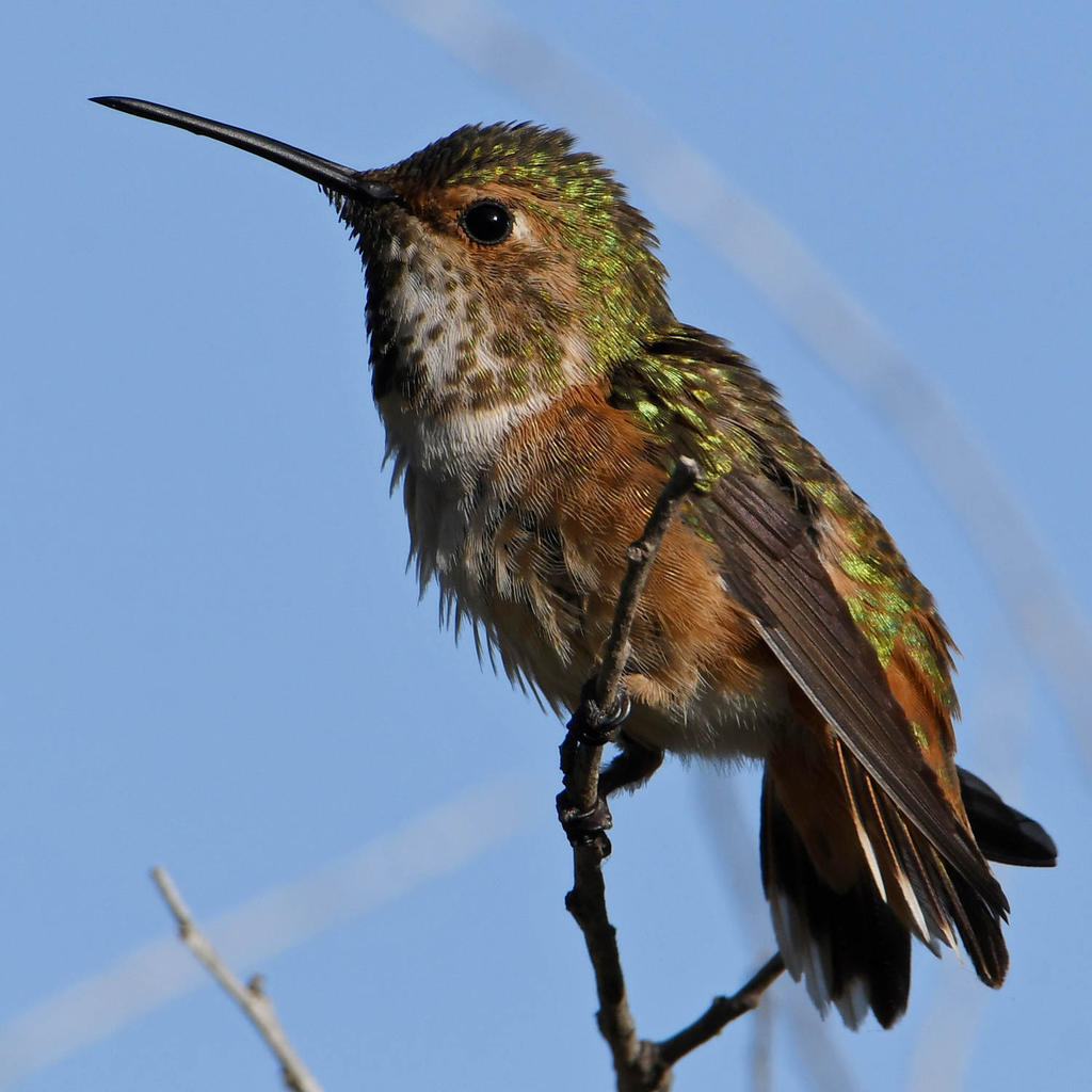 Hummer3.jpg