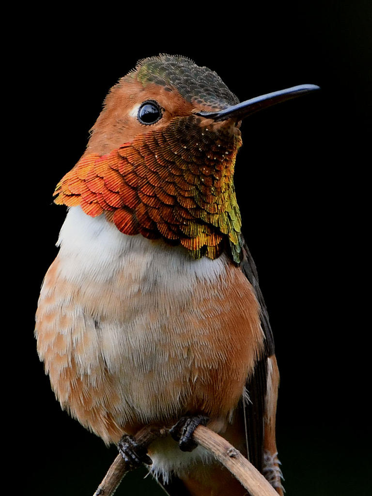 Hummer3.jpg