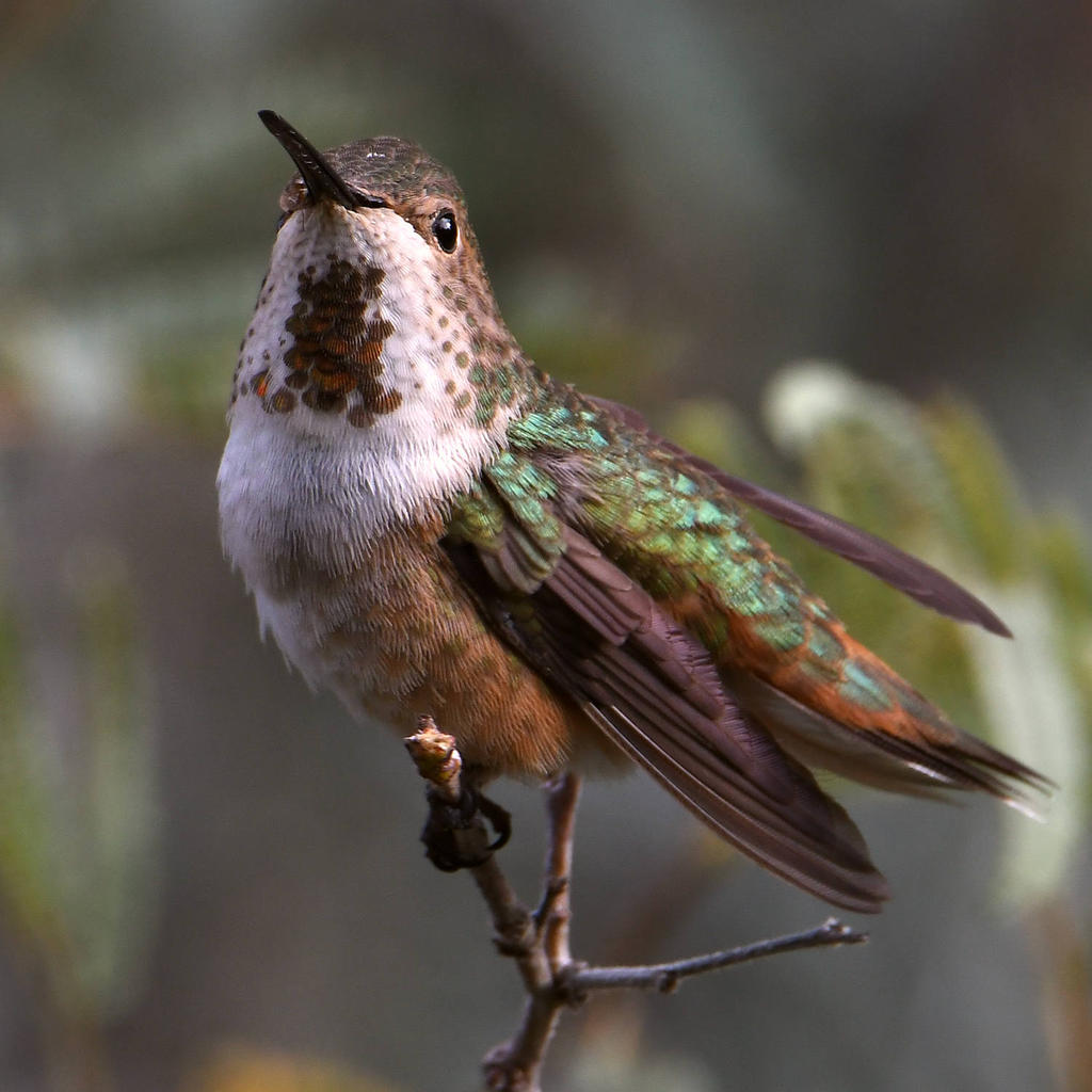 Hummer3.jpg