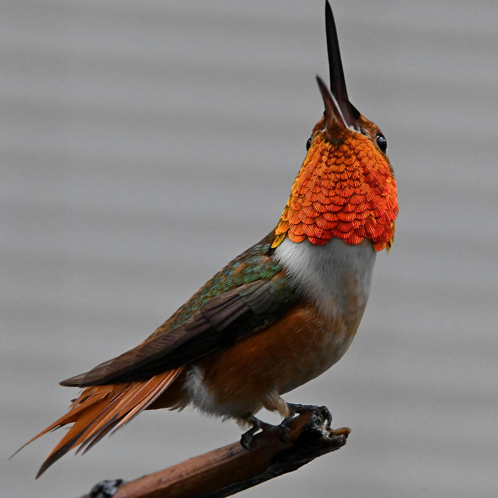 Hummer3.jpg