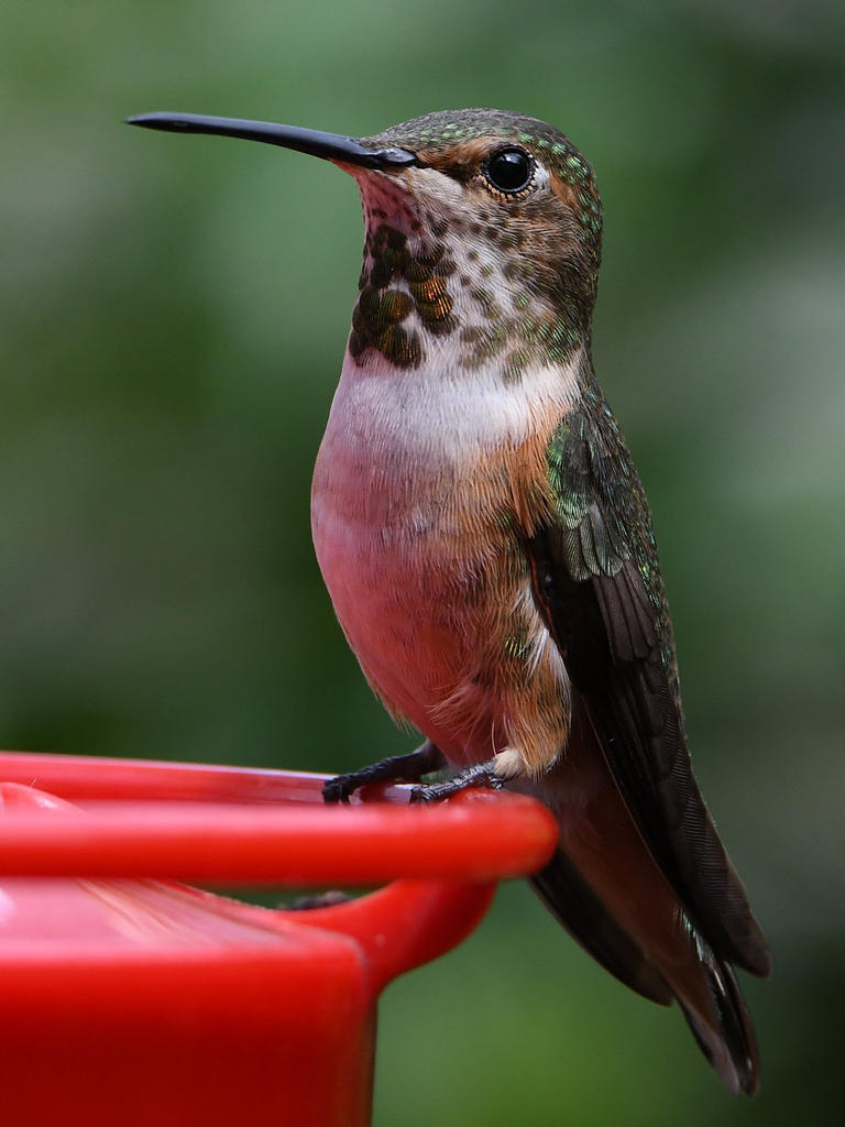 Hummer3.jpg