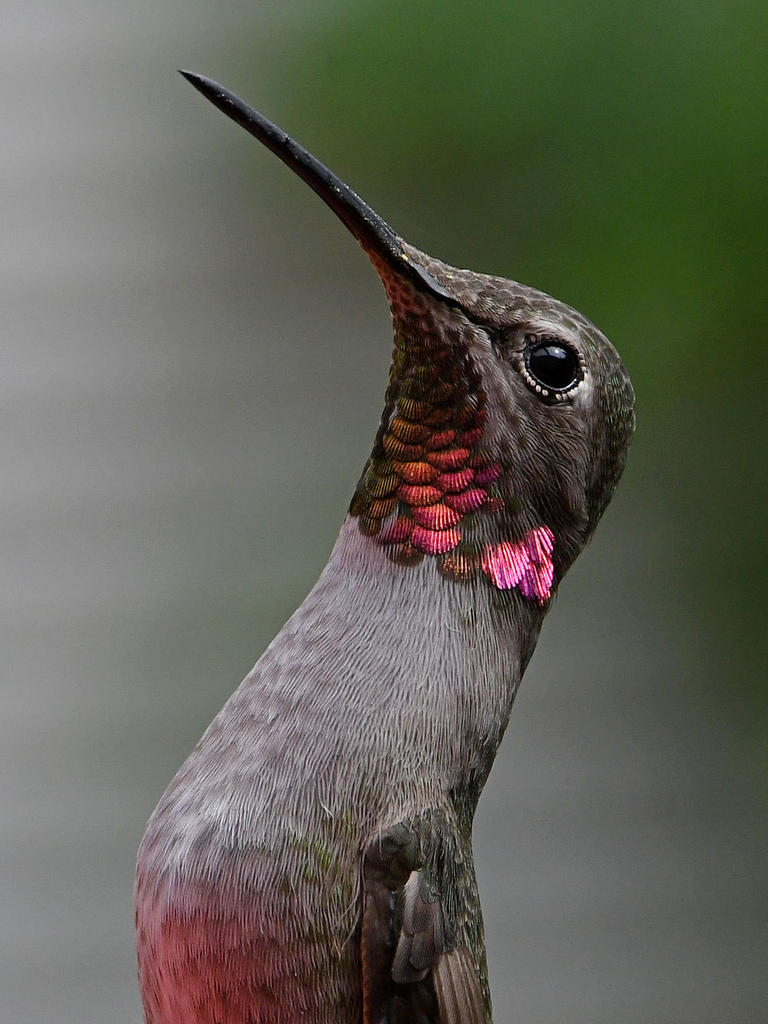 Hummer3.jpg