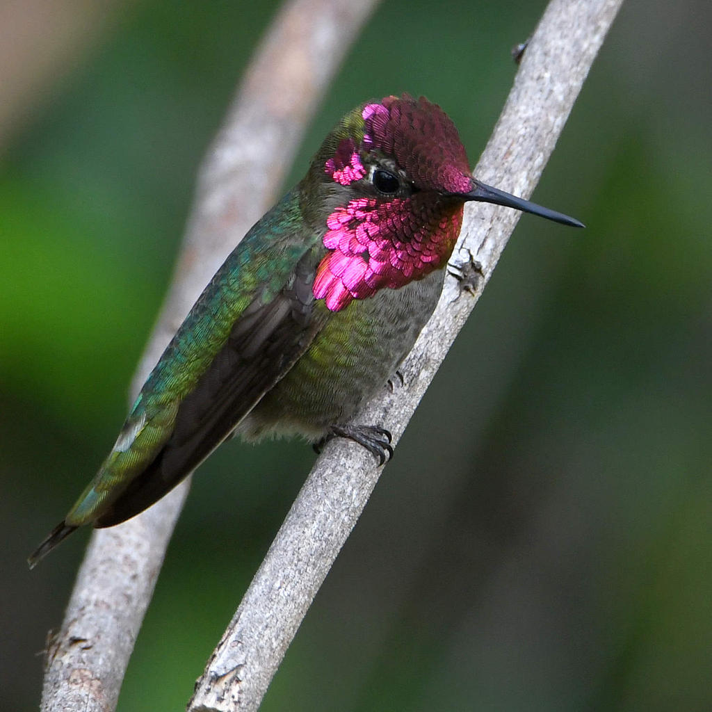 Hummer3.jpg