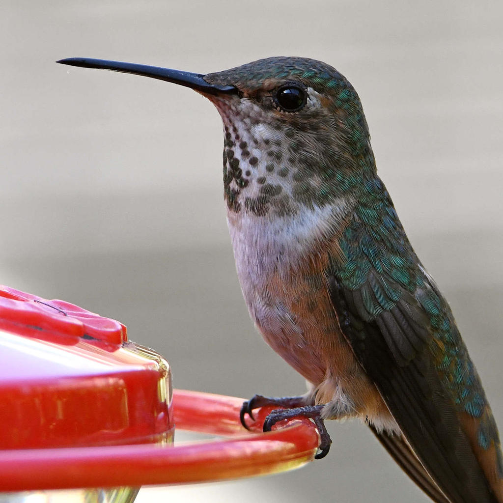 Hummer3.jpg