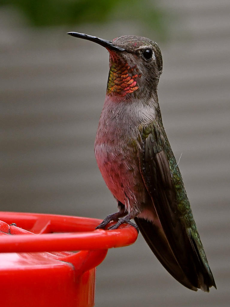 Hummer3.jpg