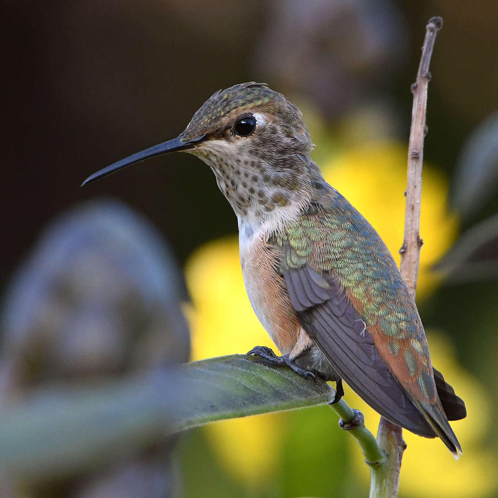 Hummer3.jpg