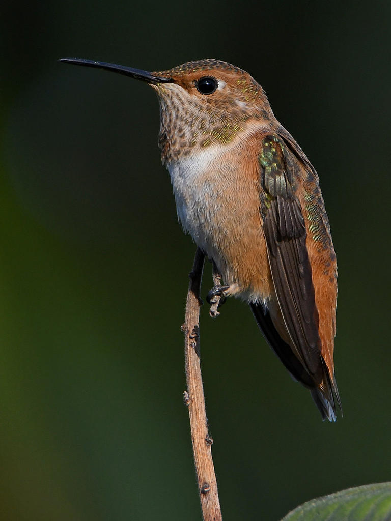 Hummer3.jpg