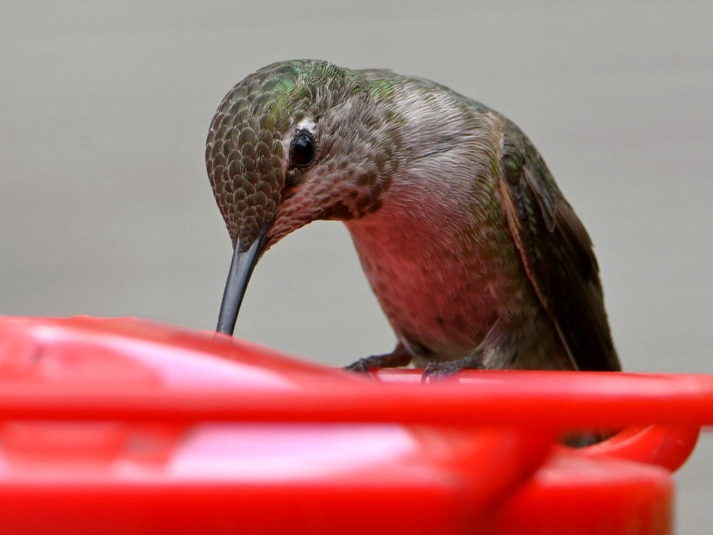 Hummer3.jpg