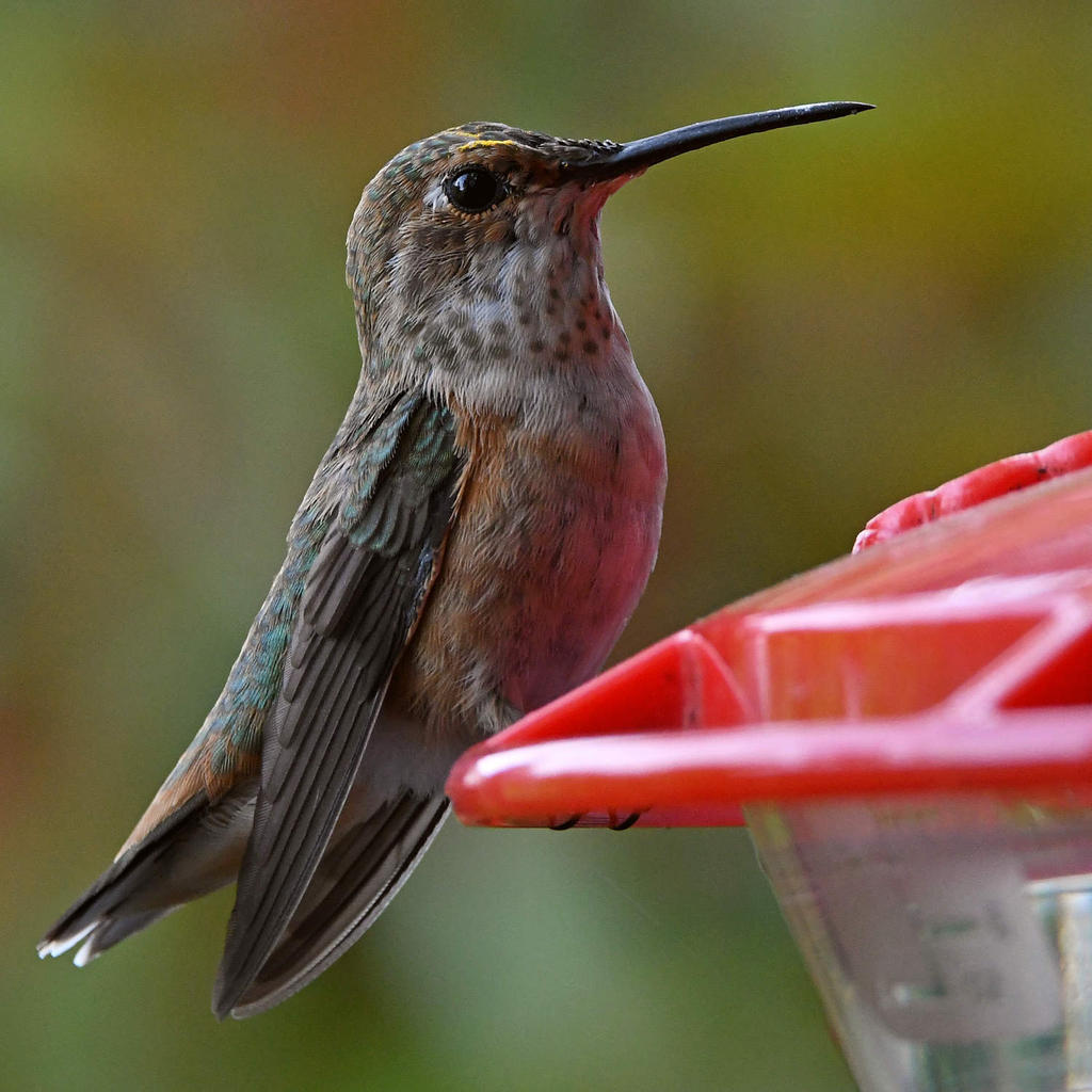 Hummer3.jpg