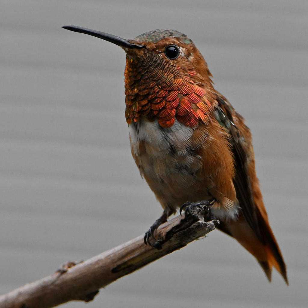 Hummer3.jpg