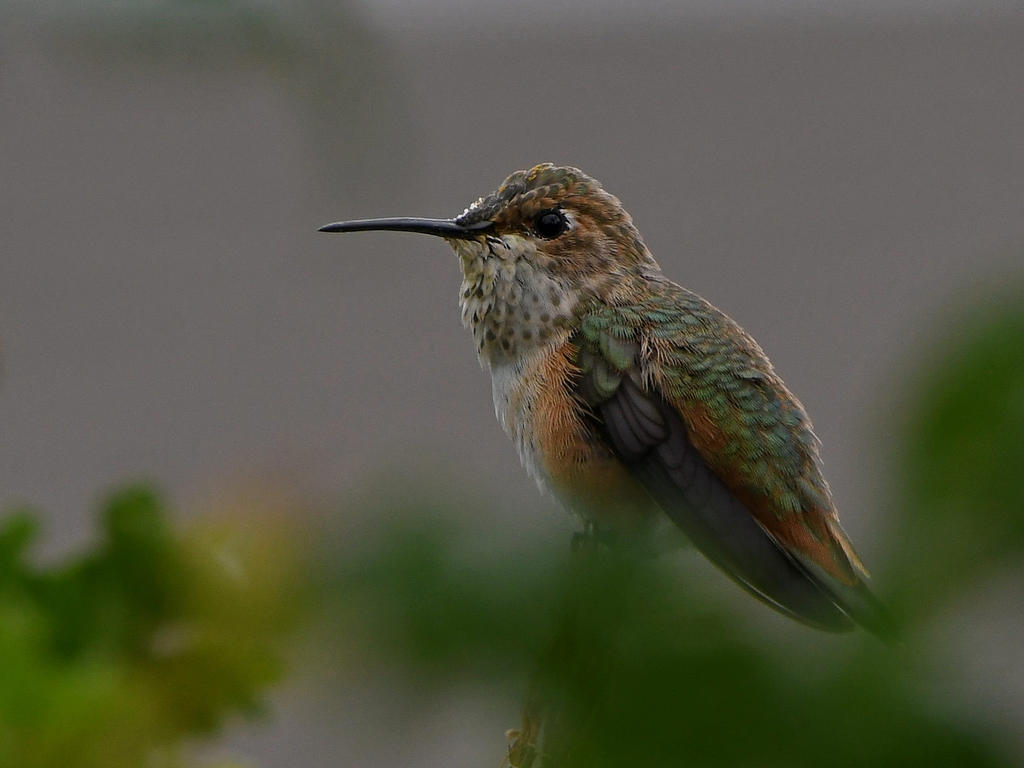 Hummer3.jpg