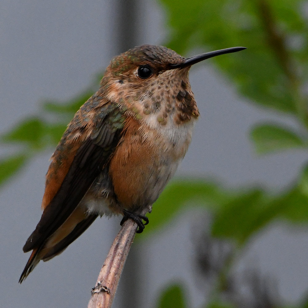 Hummer3.jpg