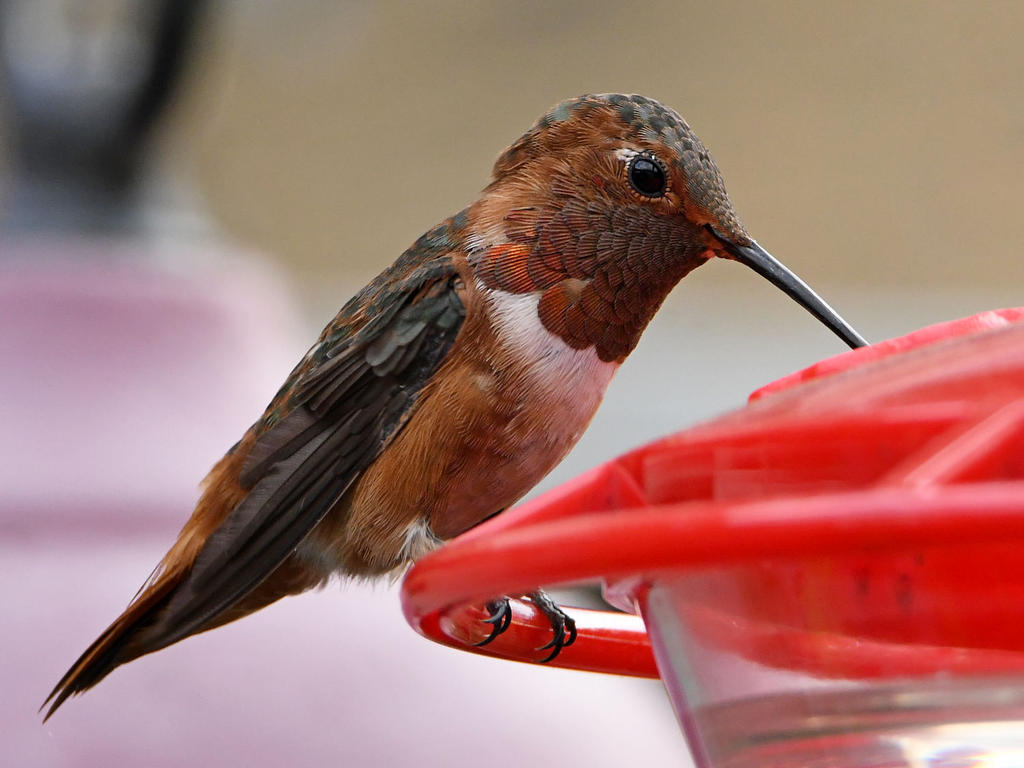 Hummer3.jpg