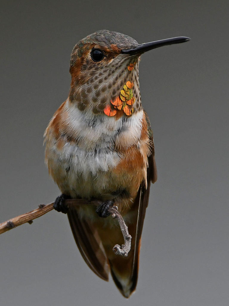 Hummer3.jpg